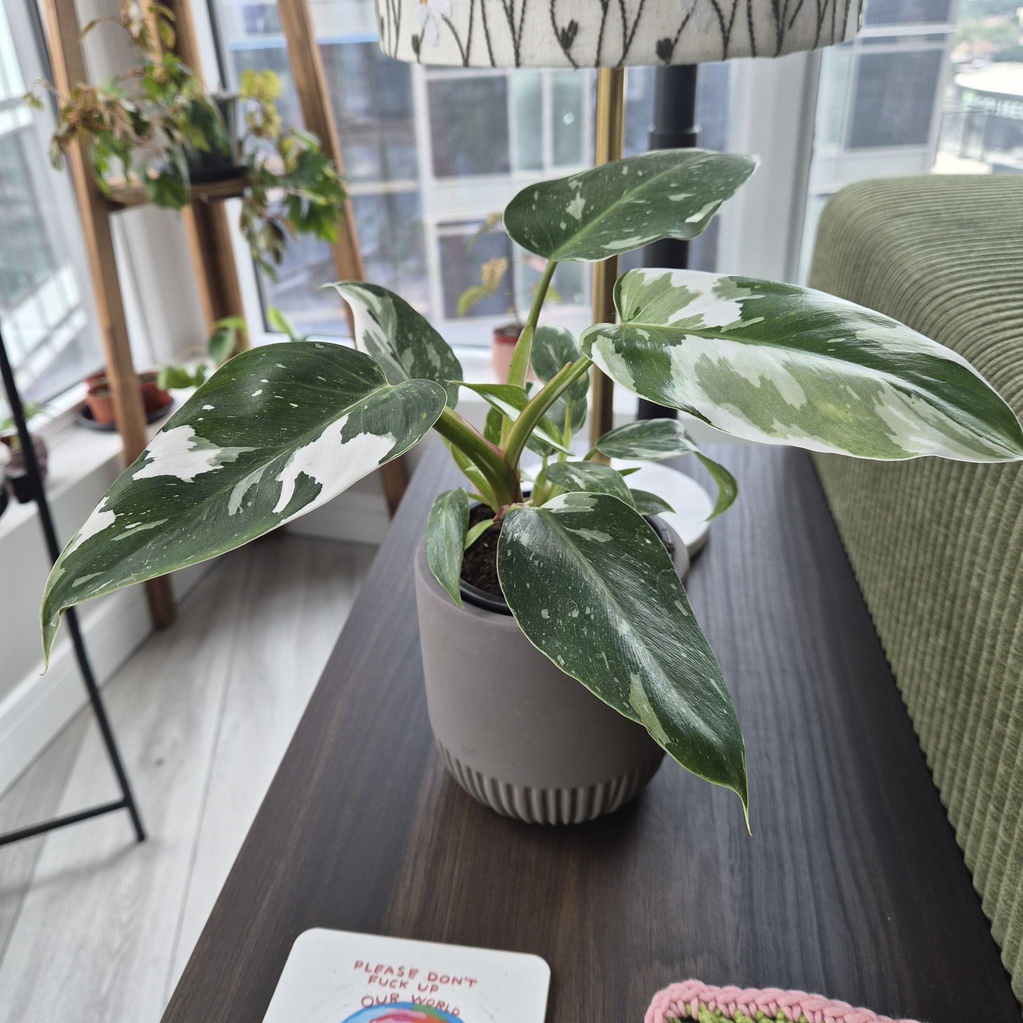 Photo of the plant species Philodendron White Wizard by @fadi named Foxxy on Greg, the plant care app