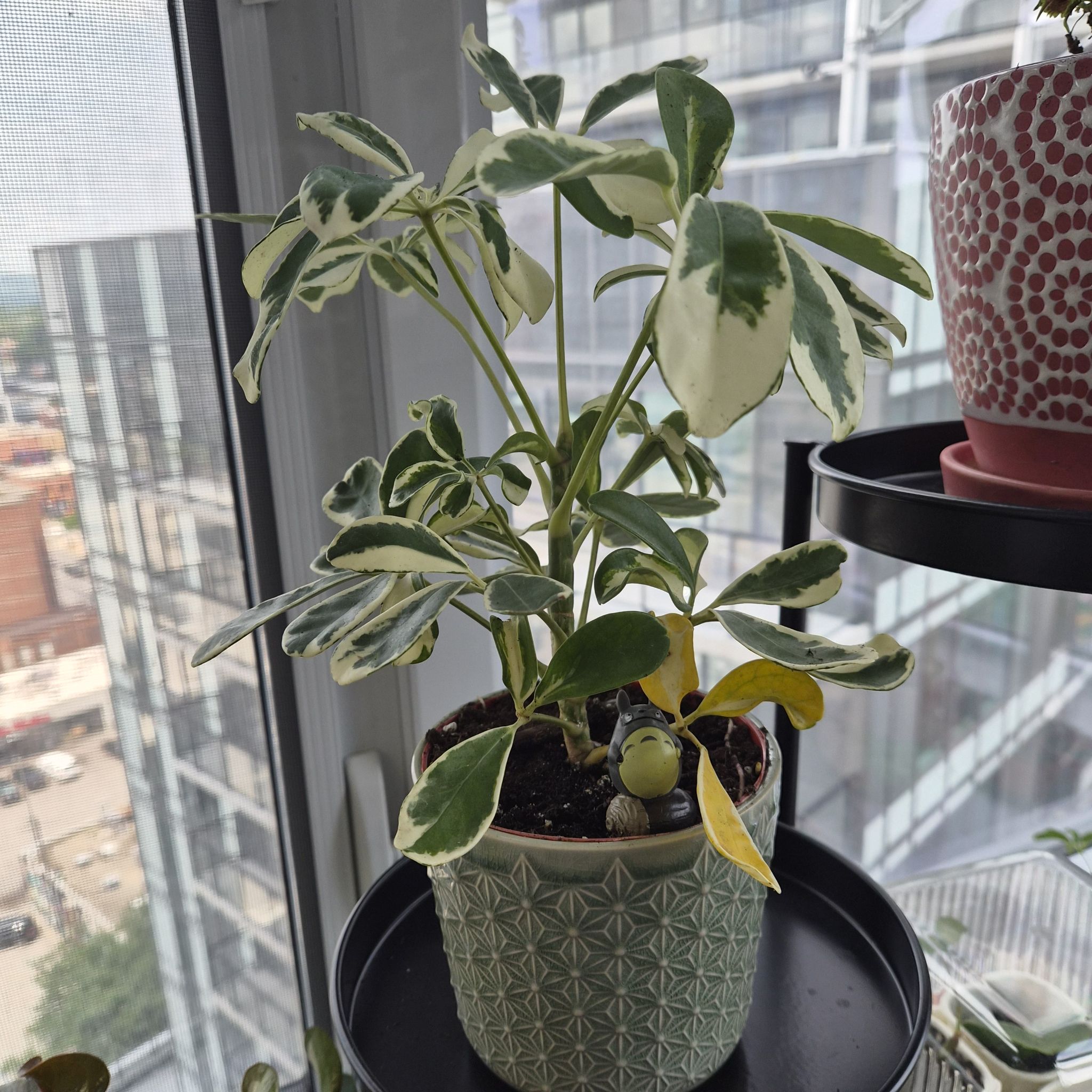 Photo of the plant species Variegated Dwarf Umbrella Tree by @fadi named Prince on Greg, the plant care app