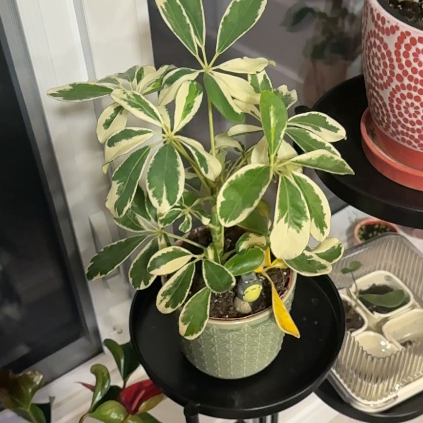 Photo of the plant species Varigated Dwarf Umbrella Tree by @mackinlayj named Harry on Greg, the plant care app