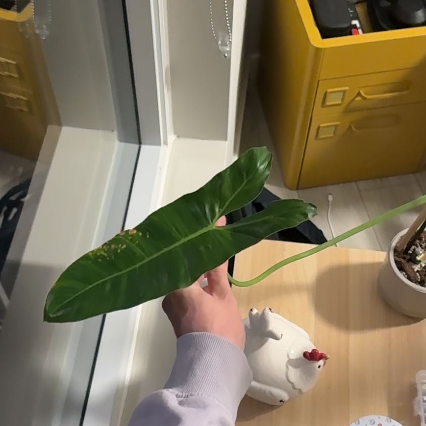 Photo of the plant species Philodendron billietiae by @mackinlayj named Fernie Saunders on Greg, the plant care app