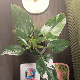 Photo of the plant species Philodendron 'White Wizard' by @mackinlayj named Sir Plancelot on Greg, the plant care app