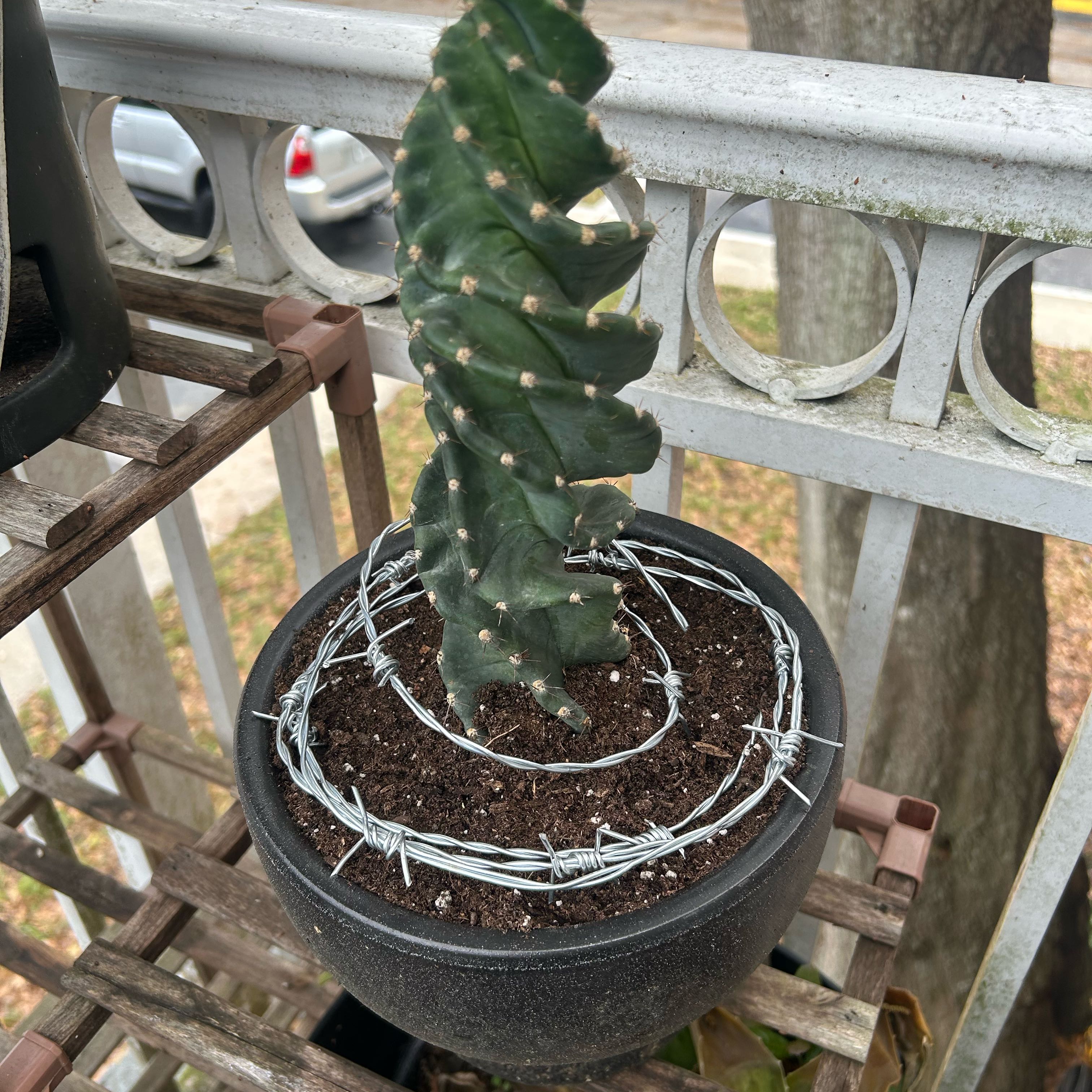 Photo of the plant species Spiral Cactus by @UprightMexico84 named Girlfrond on Greg, the plant care app