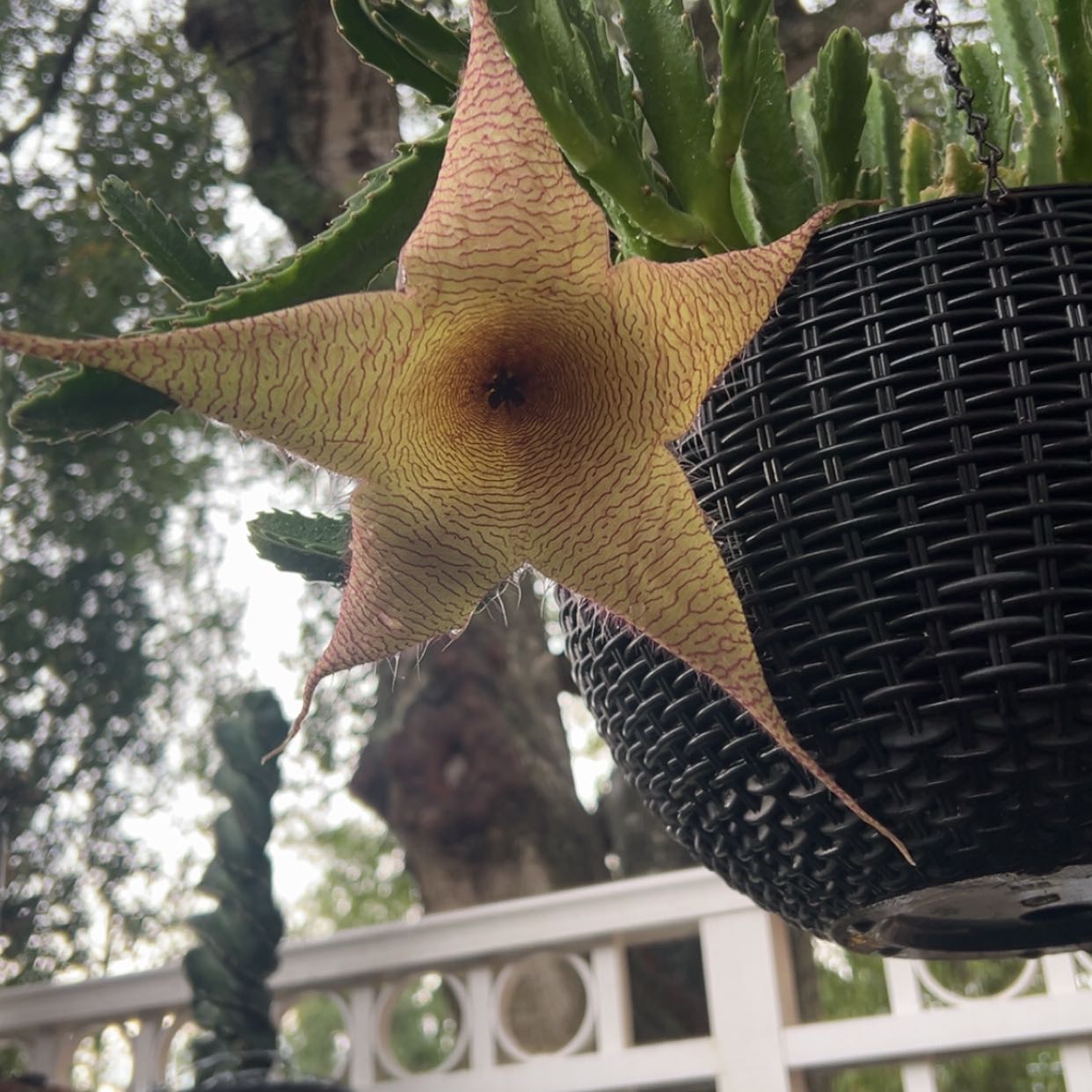 Photo of the plant species Zulu Giant by @UprightMexico84 named Messi on Greg, the plant care app