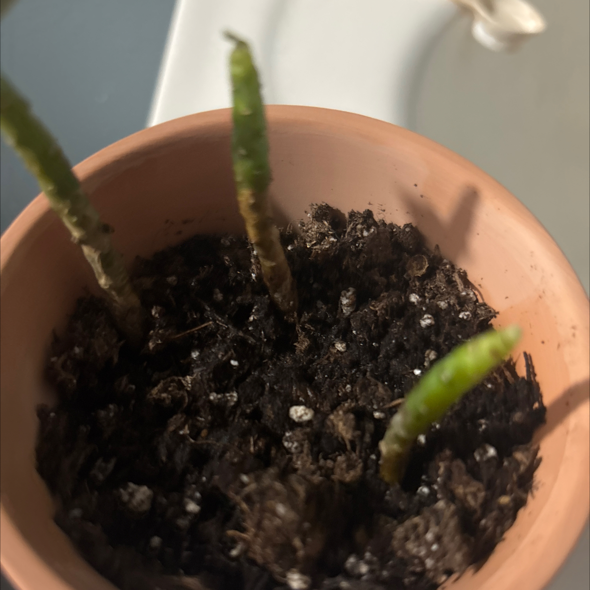Photo of the plant species Graptosedum 'Vera Higgins' by @ImpishAposeris0 named Keanu Leaves on Greg, the plant care app