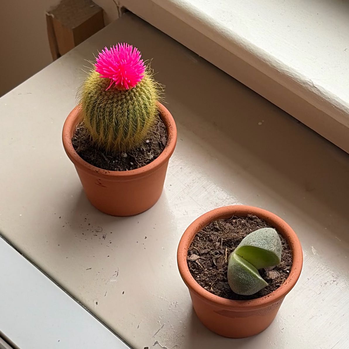 Photo of the plant species Cactus by @Mellion named Tammy on Greg, the plant care app
