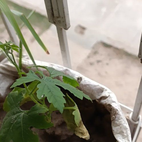 Photo of the plant species Bitter Apple by @PluckyBlinks74 named Taylor Swift on Greg, the plant care app