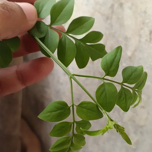 Photo of the plant species Pink Jasmine by @PluckyBlinks74 named Coco on Greg, the plant care app