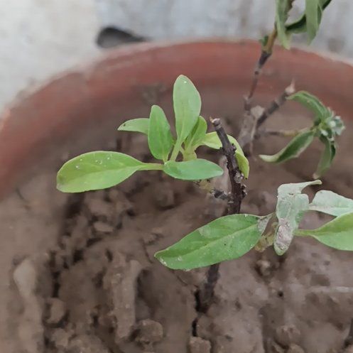 Photo of the plant species Tulsi Kapoor (Holy Basil) by @PluckyBlinks74 named Lola on Greg, the plant care app