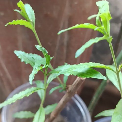 Photo of the plant species Pomegranate 'Salavatski' by @PluckyBlinks74 named Huckleberry Fern on Greg, the plant care app