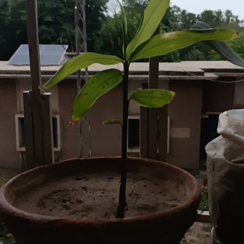 Photo of the plant species Ginger Root by @PluckyBlinks74 named Pax on Greg, the plant care app