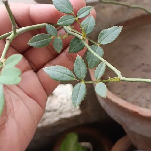 Photo of the plant species Multiflora Rose by @PluckyBlinks74 named James Dean on Greg, the plant care app