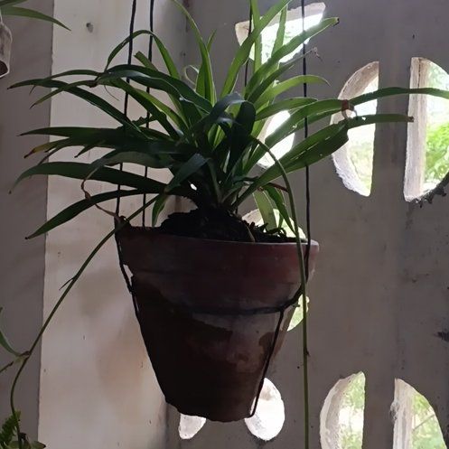Photo of the plant species Green Spider Plant by @PluckyBlinks74 named Ulysses S Plant on Greg, the plant care app