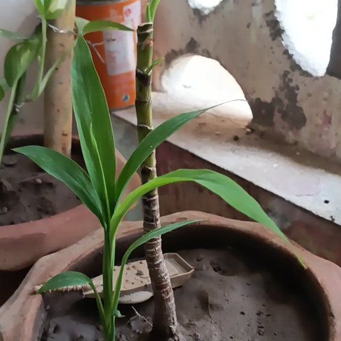 Photo of the plant species Corn Plant by @PluckyBlinks74 named Wall-E on Greg, the plant care app