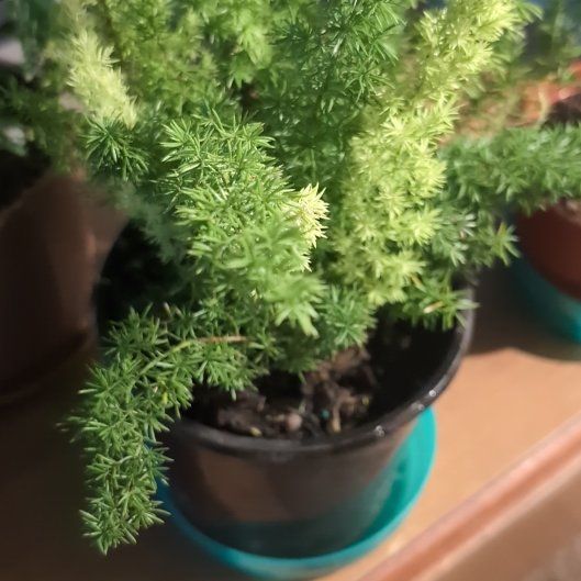 Photo of the plant species Variegated Foxtail Fern by @UnbiasedGarlic named Einstein on Greg, the plant care app