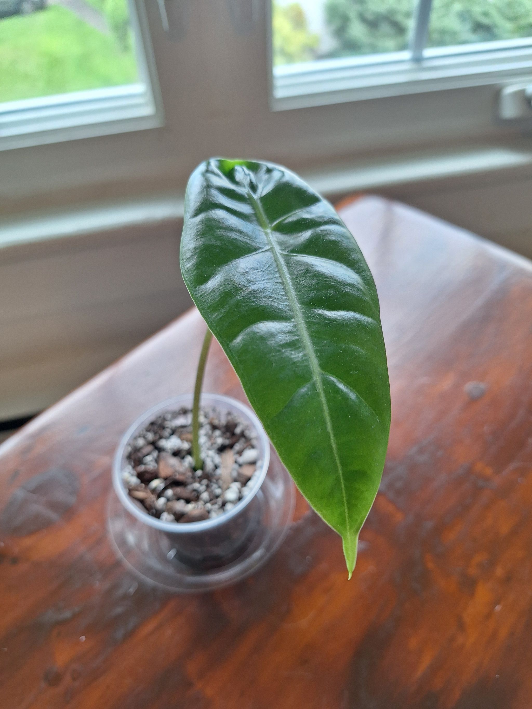 Photo of the plant species Alocasia longiloba by @MellowRedrose97 named Longiloba on Greg, the plant care app