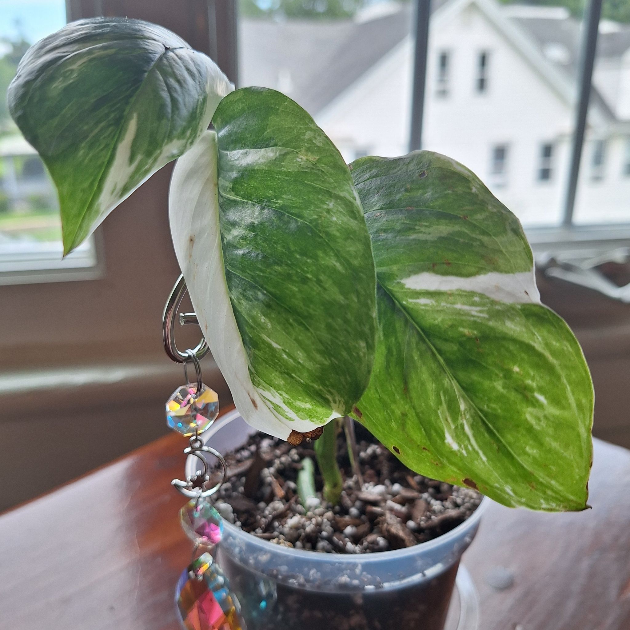 Photo of the plant species Monstera lechleriana 'Variegata' by @MellowRedrose97 named Lechleriana on Greg, the plant care app