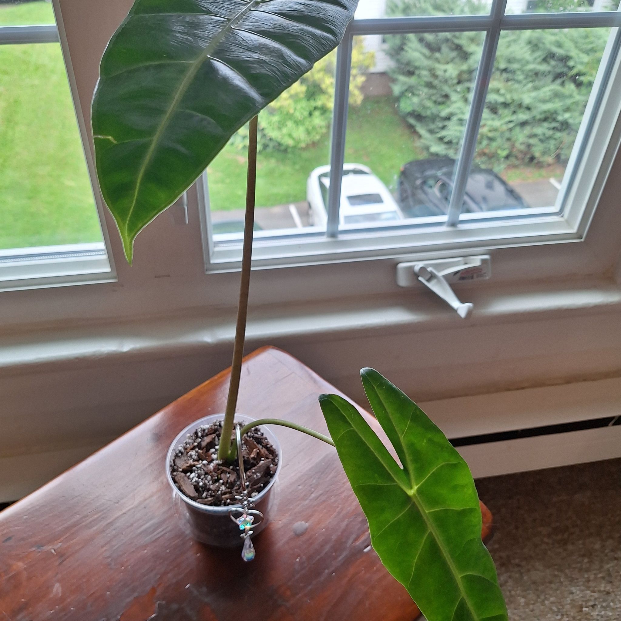 Photo of the plant species Alocasia longiloba by @MellowRedrose97 named Keanu Leaves on Greg, the plant care app
