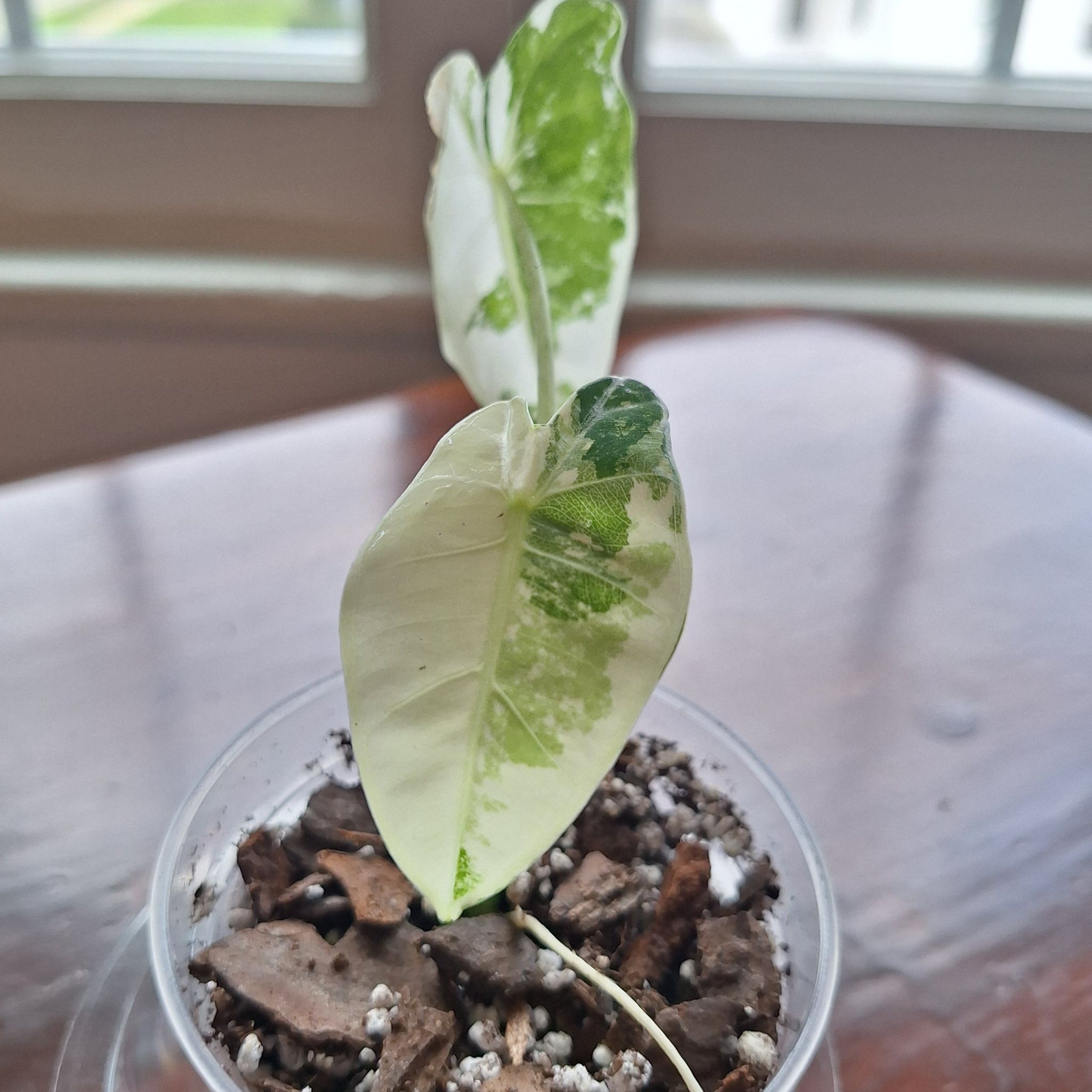 Photo of the plant species Variegated Alocasia frydek by @MellowRedrose97 named Frydek on Greg, the plant care app