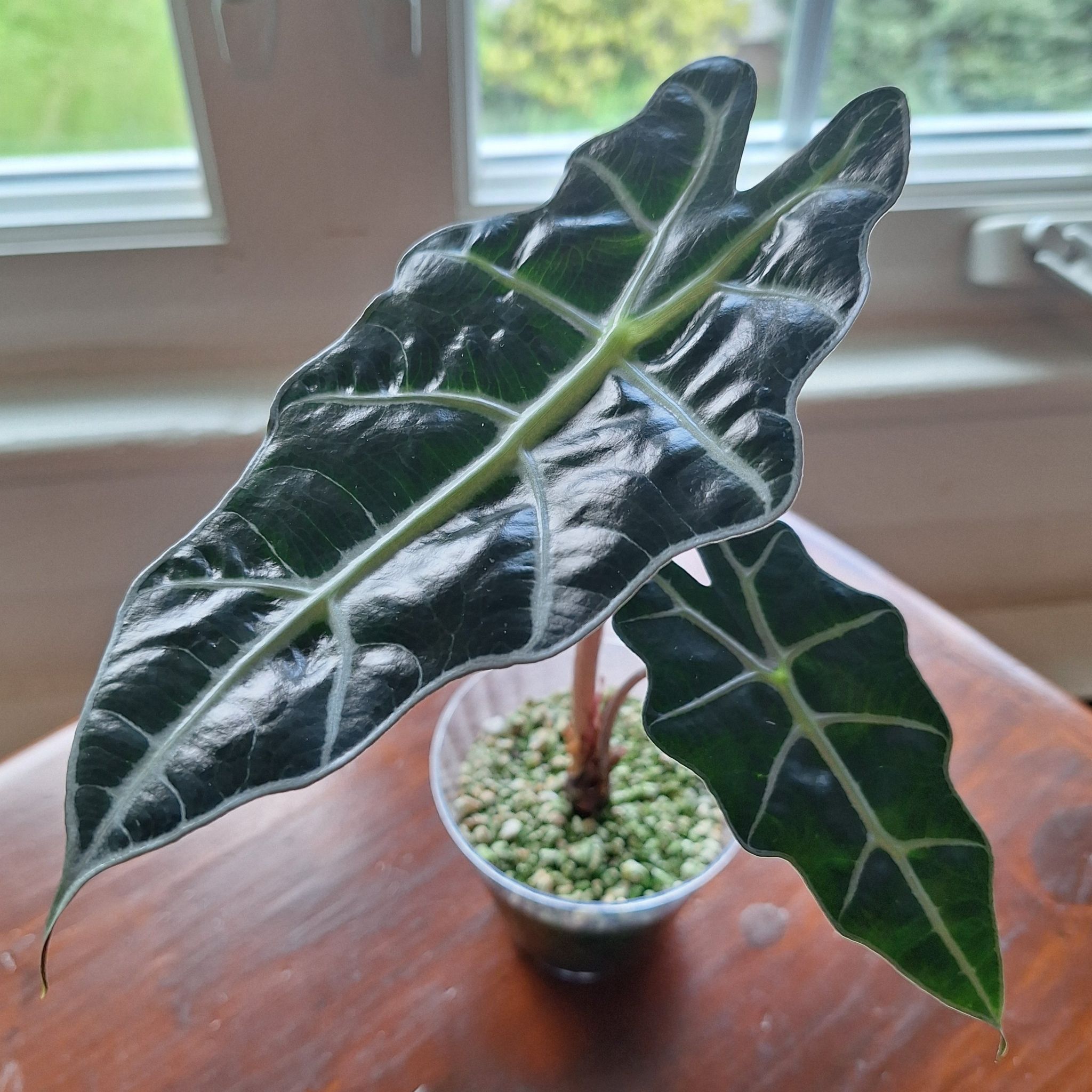 Photo of the plant species Alocasoia Amazonica 'Polly' by @MellowRedrose97 named Polly on Greg, the plant care app