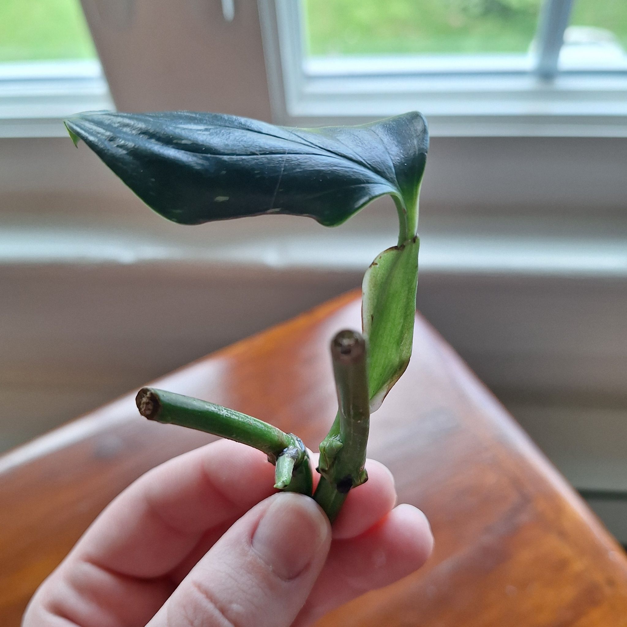 Photo of the plant species monstera standleyana by @MellowRedrose97 named Standleyana on Greg, the plant care app
