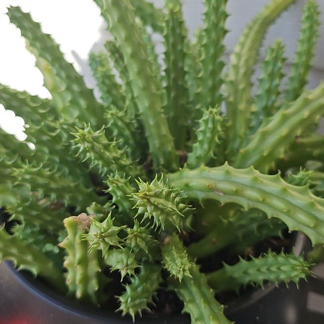 Photo of the plant species Stapelia Planiflora Jacq. by @UntouchedPinoak named Daphne on Greg, the plant care app