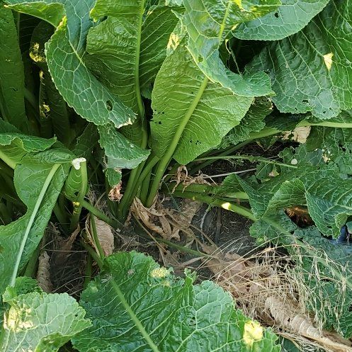 Photo of the plant species Horseradish by @GutsyLlavea26 named Beyonce on Greg, the plant care app