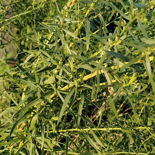 Photo of the plant species False Tarragon by @GutsyLlavea26 named Scarlett on Greg, the plant care app
