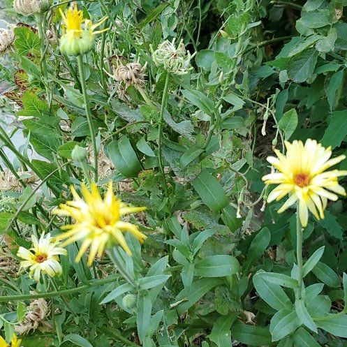 Photo of the plant species Marigold by @GutsyLlavea26 named Keanu Leaves on Greg, the plant care app