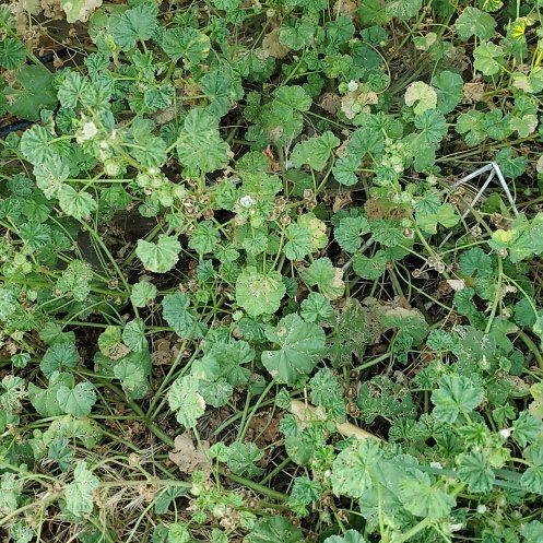 Photo of the plant species Common Mallow by @GutsyLlavea26 named Luna on Greg, the plant care app