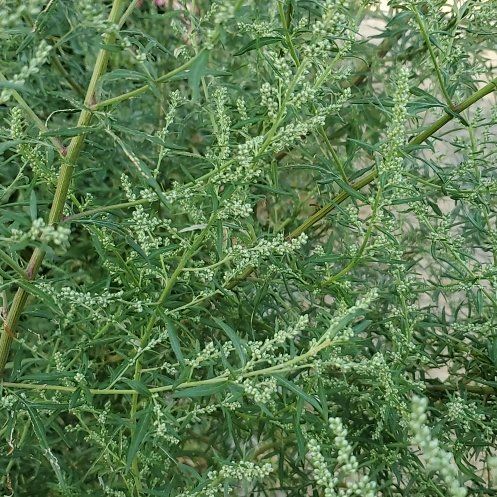 Photo of the plant species Mexican Burningbush by @GutsyLlavea26 named Prince on Greg, the plant care app