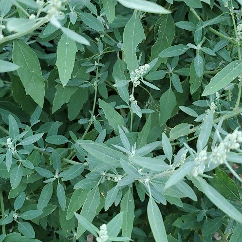 Photo of the plant species White Goosefoot by @GutsyLlavea26 named Gobi on Greg, the plant care app