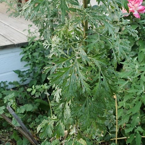 Photo of the plant species Absinth Sagewort by @GutsyLlavea26 named Bigleef Smalls on Greg, the plant care app