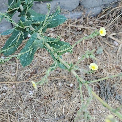 Photo of the plant species Oil Lettuce by @GutsyLlavea26 named Fernie Mercury on Greg, the plant care app