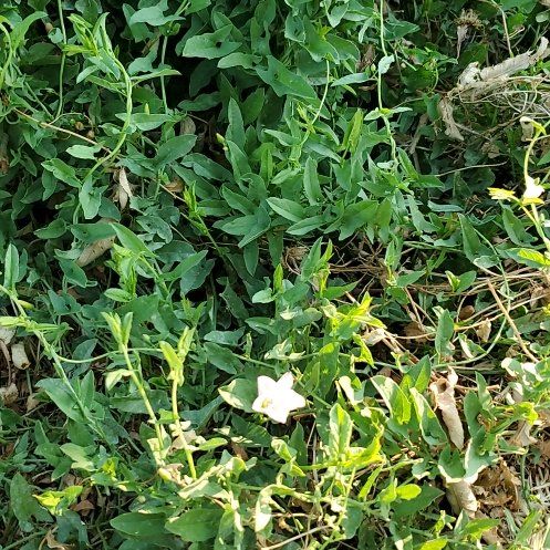 Photo of the plant species Corn Bind by @GutsyLlavea26 named Kobe on Greg, the plant care app