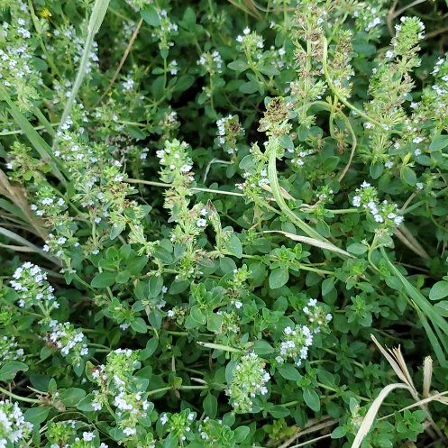 Photo of the plant species Large Thyme by @GutsyLlavea26 named Surya on Greg, the plant care app