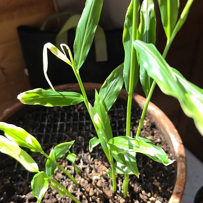 Photo of the plant species Kahili Ginger by @GutsyLlavea26 named Bieber on Greg, the plant care app