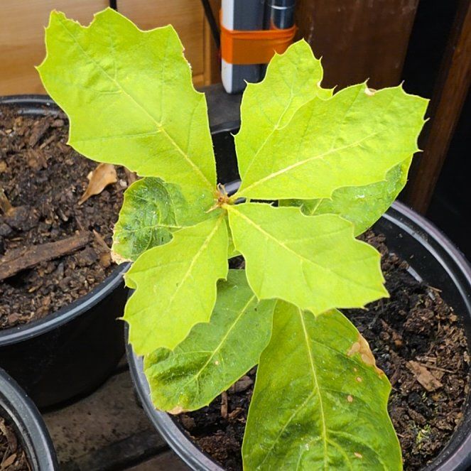Photo of the plant species Northern Red Oak by @GutsyLlavea26 named Dolores on Greg, the plant care app