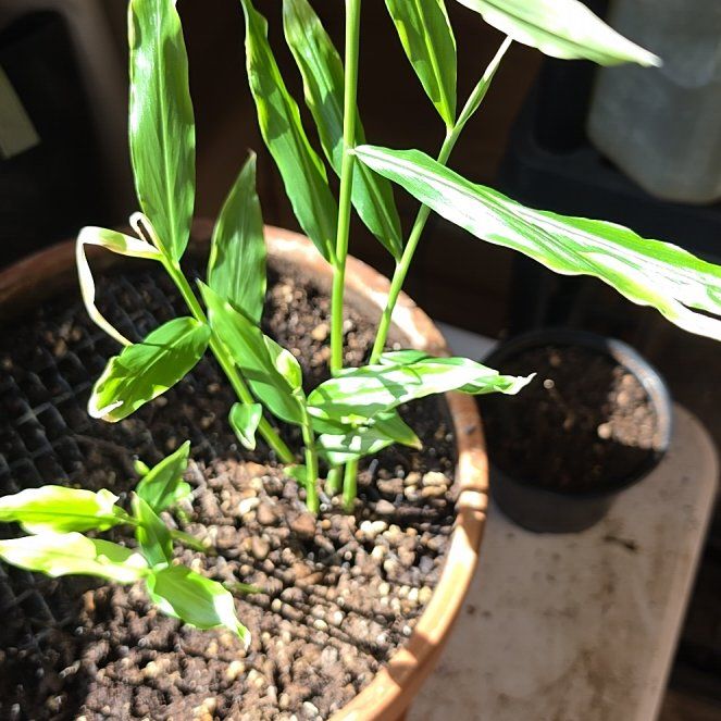 Photo of the plant species Kahili Ginger by @GutsyLlavea26 named Madonna on Greg, the plant care app