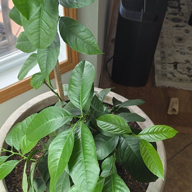 Photo of the plant species Dwarf Improved Meyer Lemon Tree by @LoyallyNeslia16 named Leonardo on Greg, the plant care app