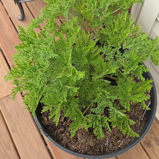 Photo of the plant species Citronella mucronata by @LoyallyNeslia16 named Coco on Greg, the plant care app