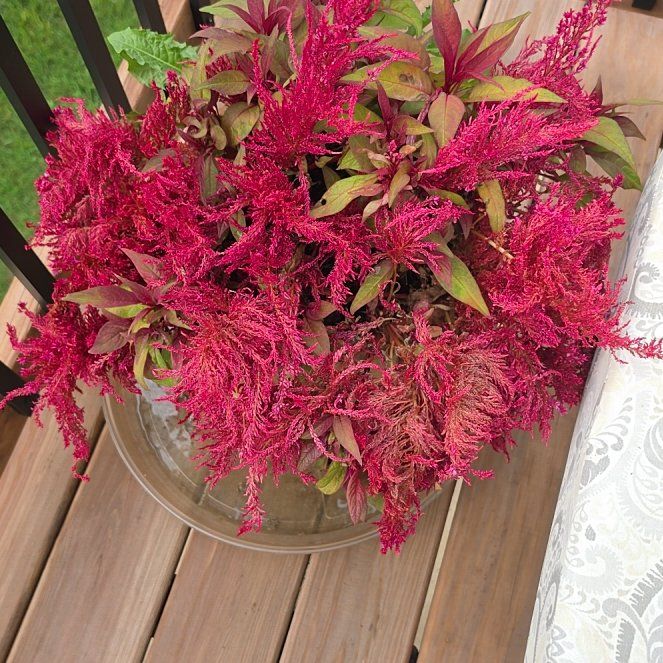 Photo of the plant species Dragons Breath by @LoyallyNeslia16 named Sherlock on Greg, the plant care app