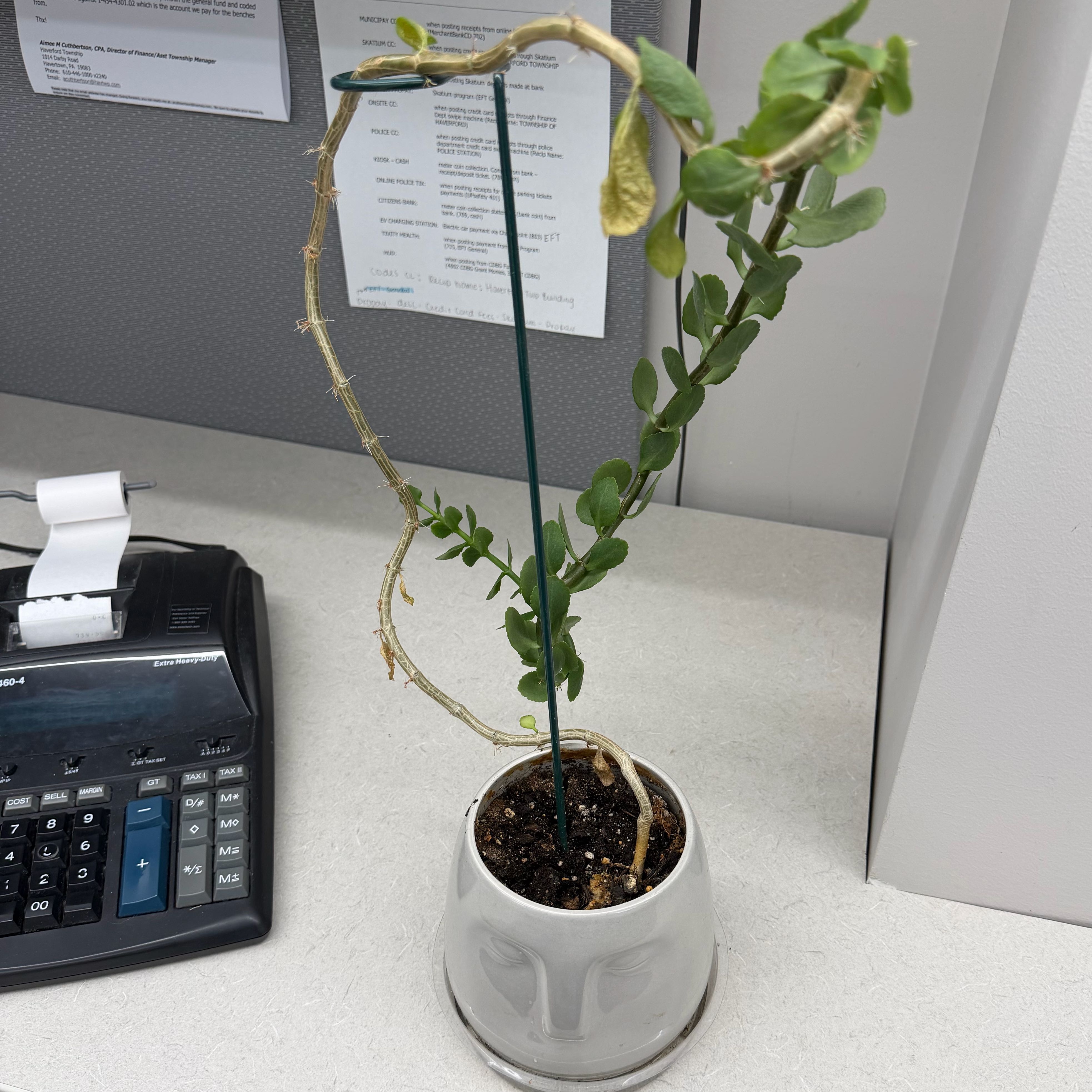 Photo of the plant species Calandiva by @PractisedMoss59 named Remington on Greg, the plant care app