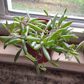 Photo of the plant species ruby necklace by @GreatClusia32 named Baesil on Greg, the plant care app