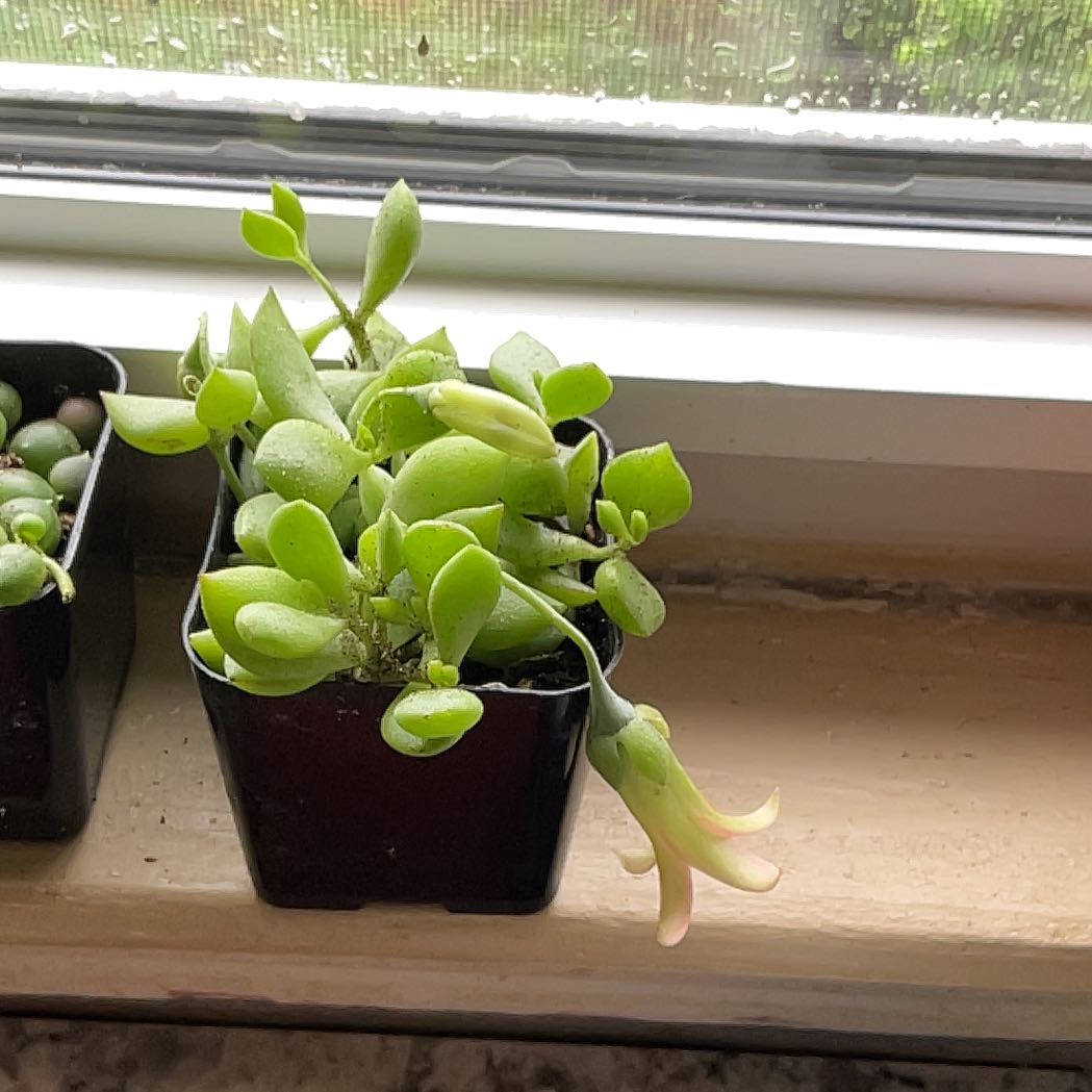 Photo of the plant species Cliff Cotyledon by @GreatClusia32 named da Vinci on Greg, the plant care app