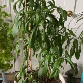 Photo of the plant species Shrimp Plant by @GreatClusia32 named Navajo on Greg, the plant care app