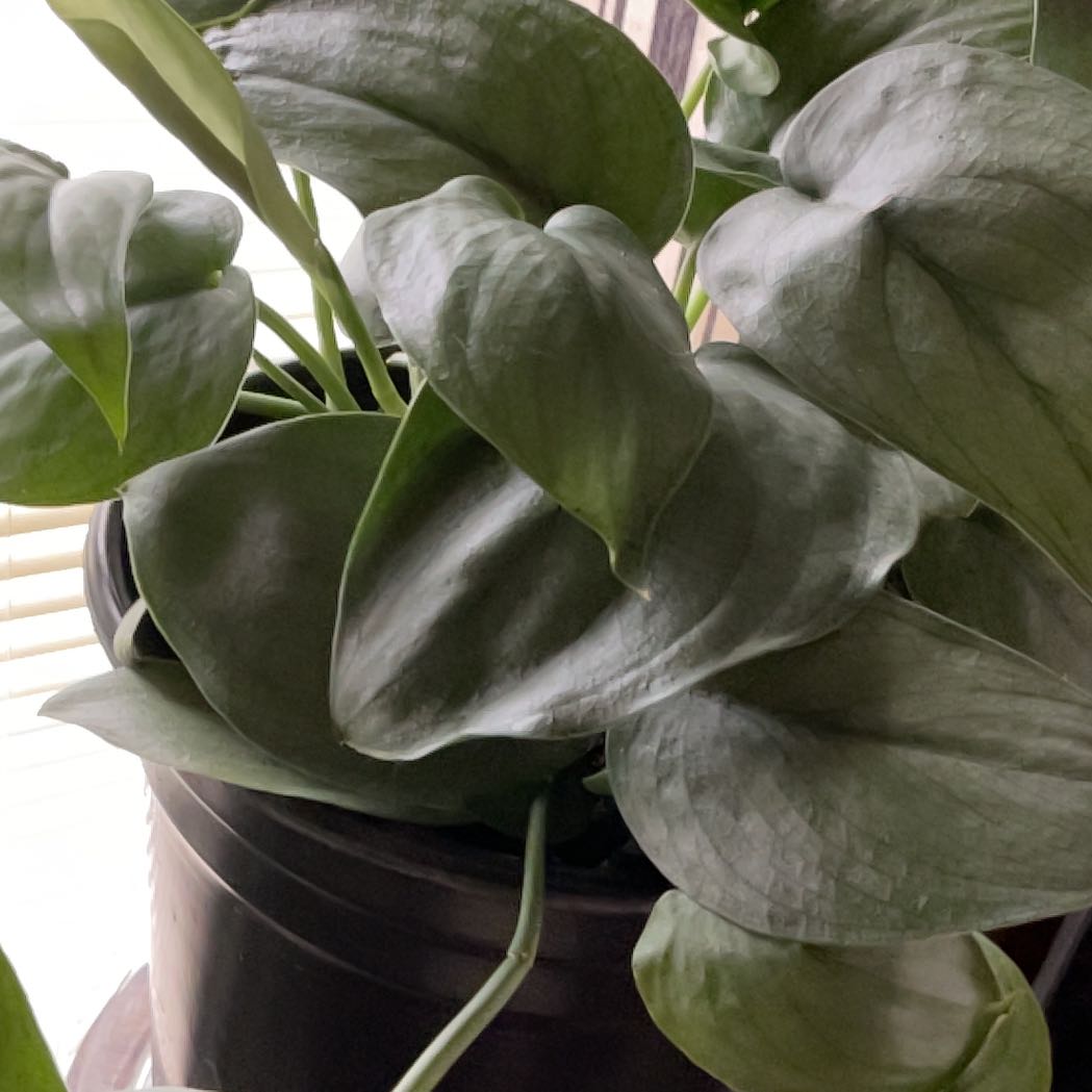 Photo of the plant species Scindapsus pictus 'Silver Hero' by @GreatClusia32 named Elina on Greg, the plant care app