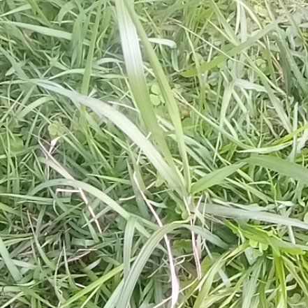 Photo of the plant species Cogon Grass by @QuietCowpea84 named Coco on Greg, the plant care app