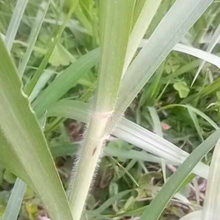 Photo of the plant species Kikuyugrass by @QuietCowpea84 named Girlfrond on Greg, the plant care app