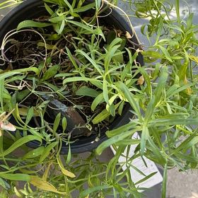 Photo of the plant species Sweet Alyssum by @IdealCanna87 named Oscar on Greg, the plant care app