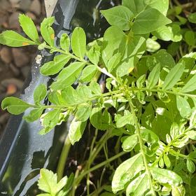 Photo of the plant species Wild Lime by @IdealCanna87 named Peter Parker on Greg, the plant care app